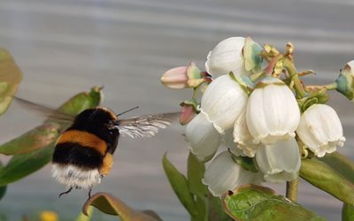 Neues von unserer Blaubeerplantage 2020