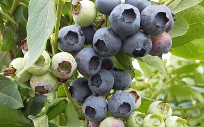 Blaubeerplantage öffnet am 20. Juni 2020