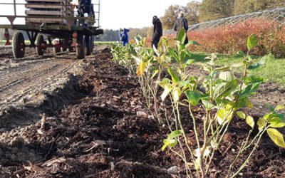 Erweiterung unserer Blaubeerplantage