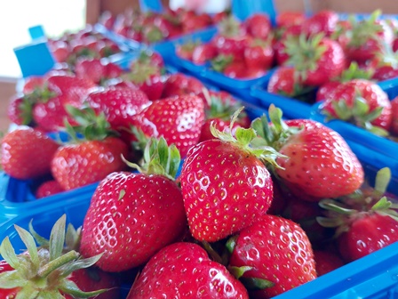 Gepflückte Erdbeeren stehen zum Verkauf bereit!