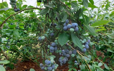 Unsere Blaubeeren im Tunnel sind reif!