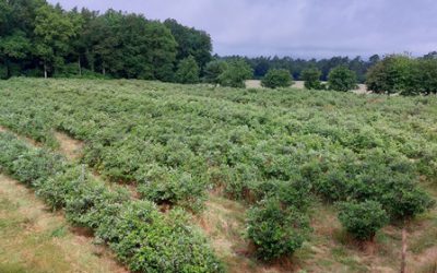 Erleben Sie Pflückvergnügen im Wald -Unsere neue Blaubeerplantage in der Kusenhorst-