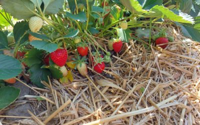 Erdbeersaison 2026 startet früher als gewohnt