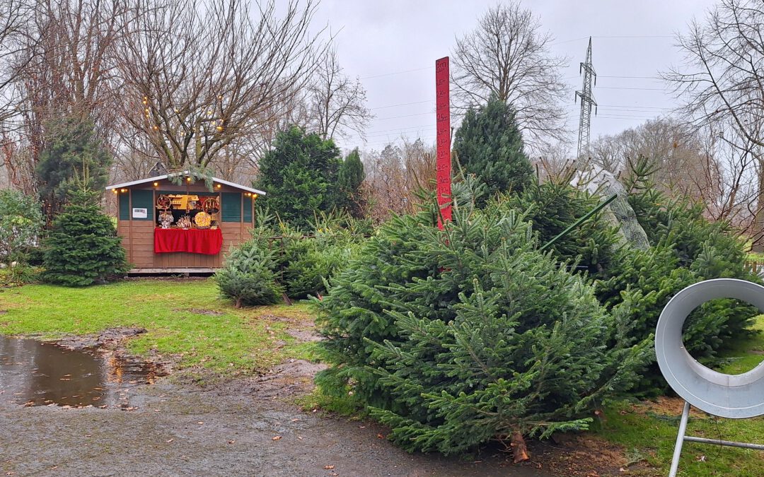 Weihnachtsbaumverkauf lädt zum Stöbern und Verweilen ein!