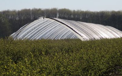 Blaubeertunnel