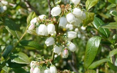 Unsere Blaubeeren stehen in voller Blüte (Mai 2018)